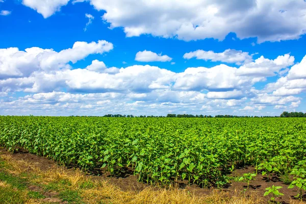 Feld Junger Sonnenblumen Und Straße — Stockfoto