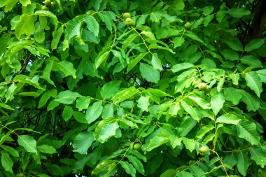 yeşil ceviz ağacı, birçok yaprakları