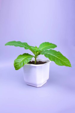 Genç tütün çiçek pot büyür