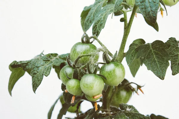 green tomatoes on a bush home garden on white background