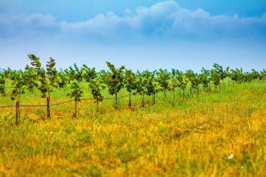 alanında genç fındık ağaçları