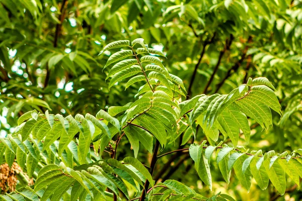 Zielone Liście Drzewa Ailanthus Altissima — Zdjęcie stockowe