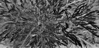 bitki izleme tek renkli desen