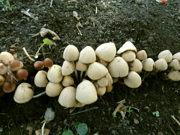 Familia Grande Hongos Pequeños — Foto de Stock