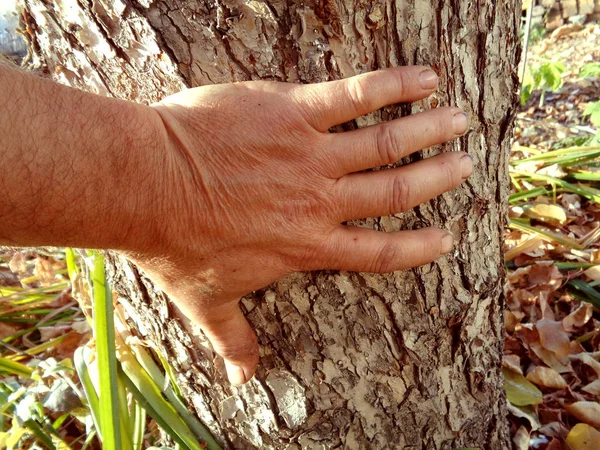 手持一棵树的人的手 — 图库照片
