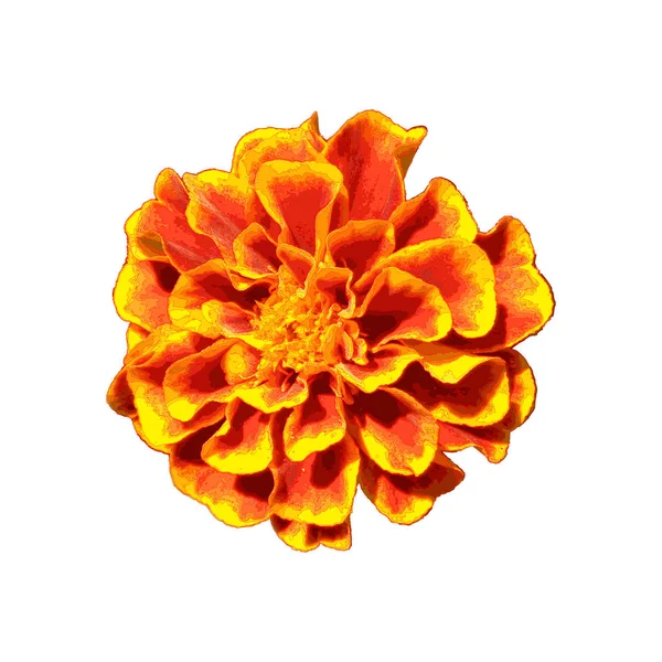 Яскрава Вогняна Квітка Тагтес — стокове фото