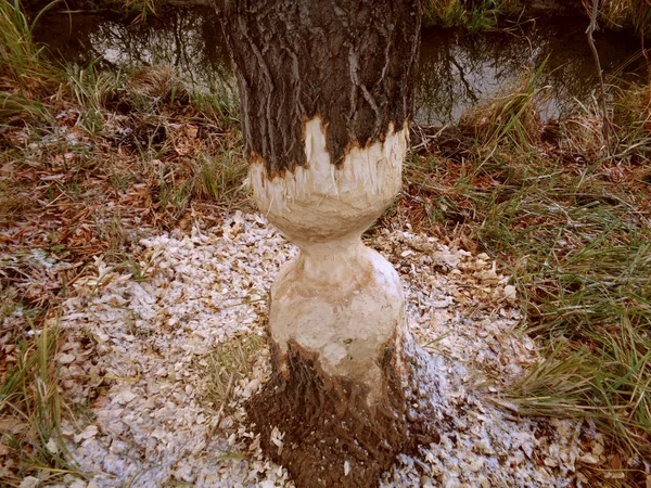 Verwerkt Stam Van Boom Tanden Van Bever — Stockfoto