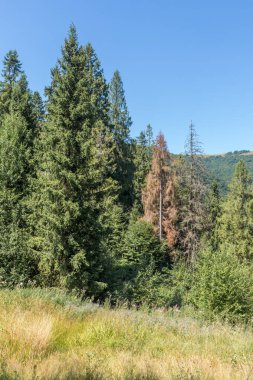  İki ölü ağacın yer aldığı bir Karpatya ladin ormanının manzarası, iklim değişikliğinin dağ ormanları üzerindeki doğal ışık altındaki sağlıklı ve etkilenmiş ağaçların bir karışımı olan.