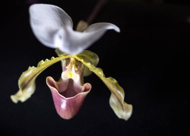  Bir Ladys Slipper orkidesinin detaylı makro fotoğrafı, siyah bir arkaplana karşı çiçeğin egzotik ve karmaşık yapısını vurguluyor, eşsiz biçimini ve narin dokularını vurguluyor
