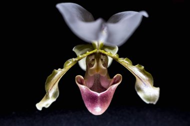  Bir Ladys Slipper orkidesinin detaylı makro fotoğrafı, siyah bir arkaplana karşı çiçeğin egzotik ve karmaşık yapısını vurguluyor, eşsiz biçimini ve narin dokularını vurguluyor