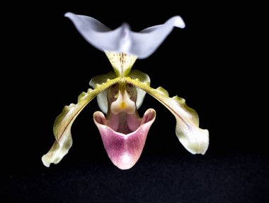  Bir Ladys Slipper orkidesinin detaylı makro fotoğrafı, siyah bir arkaplana karşı çiçeğin egzotik ve karmaşık yapısını vurguluyor, eşsiz biçimini ve narin dokularını vurguluyor