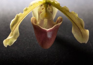 Bir Ladys Slipper orkide çiçeğinin stüdyosunun yakın çekimi, karmaşık taç yaprakları ve zarif dokuları derin siyah arka planda, egzotik güzelliğini ve eşsiz şeklini vurguluyor.