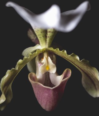  Studio shot of a Ladys Slipper orchid in close-up, showcasing the intricate details of its petals and vibrant textures against a deep black background, emphasizing its exotic elegance