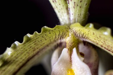  Lady Slipper orkidesinin sanatsal siyah ve beyaz yakın çekimi, zarif şekli, dokuları ve egzotik çiçeğin narin detaylarını zamansız monokrom tarzında vurguluyor.