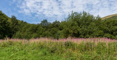 Yaz boyunca Karpatlar 'ın Borzhava Vadisi' nde çiçek açan ateş yosunu tarlaları renk, güzellik ve dağ cazibesiyle dolu çarpıcı bir doğal manzara yaratır.