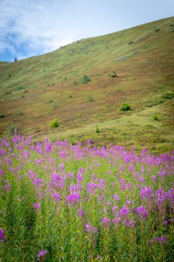 Yaz boyunca Karpatlar 'ın Borzhava Vadisi' nde çiçek açan ateş yosunu tarlaları renk, güzellik ve dağ cazibesiyle dolu çarpıcı bir doğal manzara yaratır.
