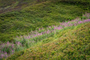  Karpatlar, Borzhava Vadisi 'nde yeşil tepelerle çevrili yeşil yaban otlarıyla kaplı, el değmemiş doğanın güzelliğini simgeleyen resimli bir yaz çayırı.
