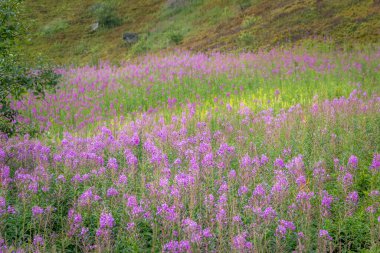 Yaz boyunca Karpatlar 'ın Borzhava Vadisi' nde çiçek açan ateş yosunu tarlaları renk, güzellik ve dağ cazibesiyle dolu çarpıcı bir doğal manzara yaratır.