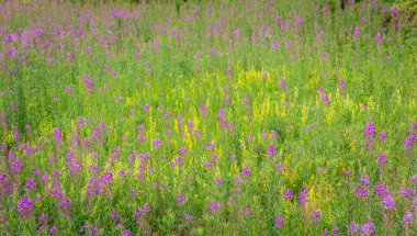 Yaz boyunca Karpatlar 'ın Borzhava Vadisi' nde çiçek açan ateş yosunu tarlaları renk, güzellik ve dağ cazibesiyle dolu çarpıcı bir doğal manzara yaratır.