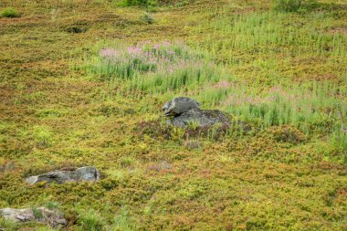  Karpatlar 'ın Borzhava Vadisi' ndeki yeşil dağ yaban mersini çalıları yazın doğal bolluğu, vahşi doğayı ve dağ manzaralarının cazibesini sembolize eder.