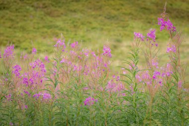 Yaz boyunca Karpatlar 'ın Borzhava Vadisi' nde çiçek açan ateş yosunu tarlaları renk, güzellik ve dağ cazibesiyle dolu çarpıcı bir doğal manzara yaratır.