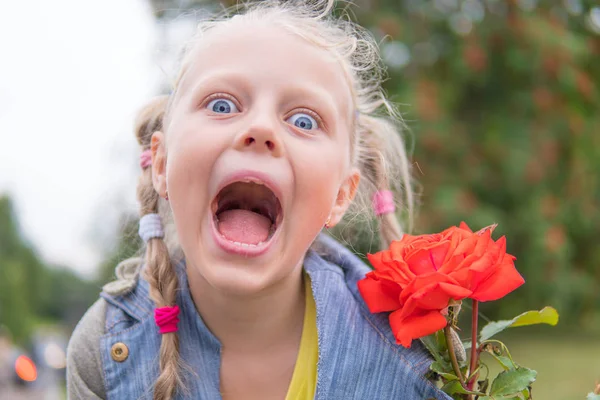 Güzel kırmızı gül, funy hayret