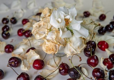 Buzdolabından bozulmuş tatlı kiraz, çürük meyveler. Beyaz arka planda izole edilmiş. Küflü kırmızı meyve. Deride yoğunlaşma damlaları. Gıda zehirlenmesi.