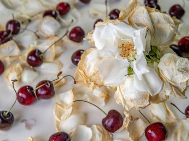 Buzdolabından bozulmuş tatlı kiraz, çürük meyveler. Beyaz arka planda izole edilmiş. Küflü kırmızı meyve. Deride yoğunlaşma damlaları. Gıda zehirlenmesi.