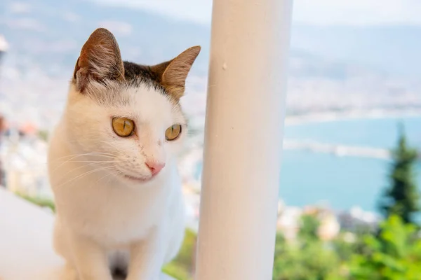 Cat sitting, looking back on a background of the foggy sea Sea landscape cat