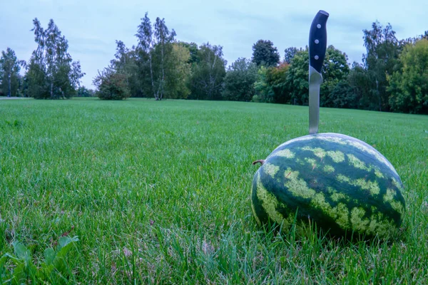 Den stora vattenmelon ruby, en bit av en vattenmelon, på ett grönt gräs på en bakgrund av ett trä på naturen på sommaren lägger på ett golv en randig sfär — Stockfoto