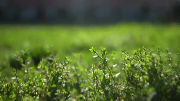Avancen Sobre Hierba Verde Macro 60Fps Cámara Mueve Hacia Adelante — Vídeo de stock
