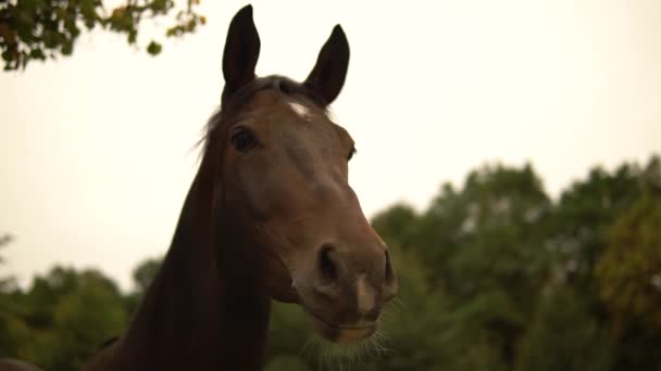 Piękny ciemny koń patrzy na nas w aparacie i porusza uszy. Deszczowa pogoda, koń jest skąy. — Wideo stockowe
