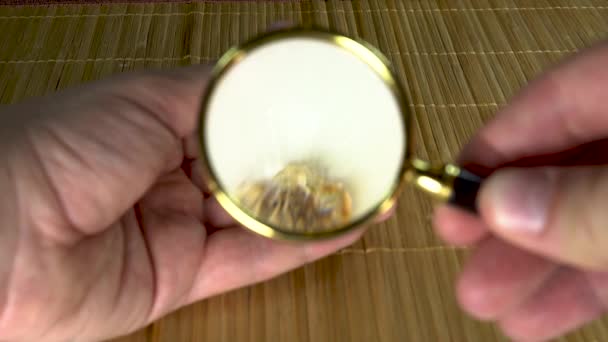 茶色の背景に虫眼鏡が近づいている新鮮な美しい球根を探索する — ストック動画