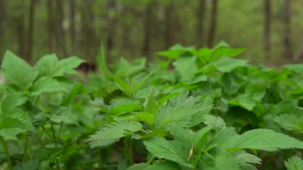 Szczątki w lesie przed pokrzywami, trawą i zielenią. Szczęśliwe jasne kolory — Wideo stockowe