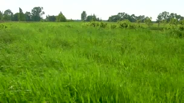 Erba ondeggiante contro il cielo blu e l'erba verde Estate nella natura — Video Stock