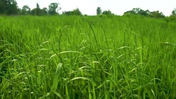 Herbe se balançant contre le ciel bleu et l'herbe verte dans le village. L'été dans la nature