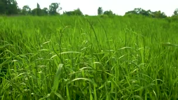 Grama balançando contra o céu azul e grama verde na aldeia. Verão na natureza — Vídeo de Stock