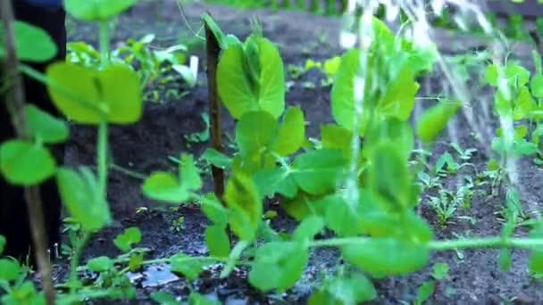 Bloemen met water besproeien om van het concept te genieten tegen de blauwe lucht en het groene gras in het dorp. Zomer in de natuur — Stockvideo