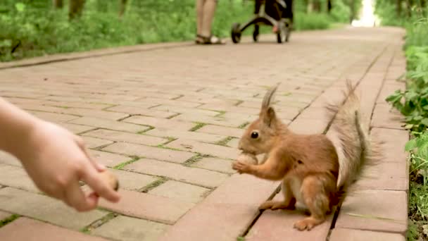 Vidám mókus mogyorót eszik az erdei ösvényen, barna nappal. — Stock videók