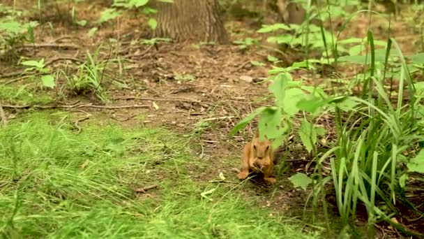 Joyful squirrel nibbles nut on forest path bright daylight brown wants to eat — Stock Video