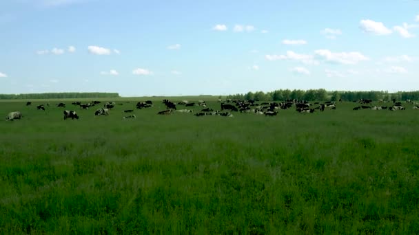 En flock kor på ett grönt fält med blå himmel vita moln. — Stockvideo