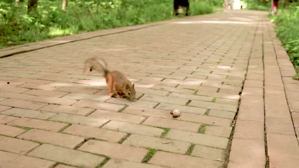 Esquilo alegre come noz em um caminho de floresta marrom — Vídeo de Stock
