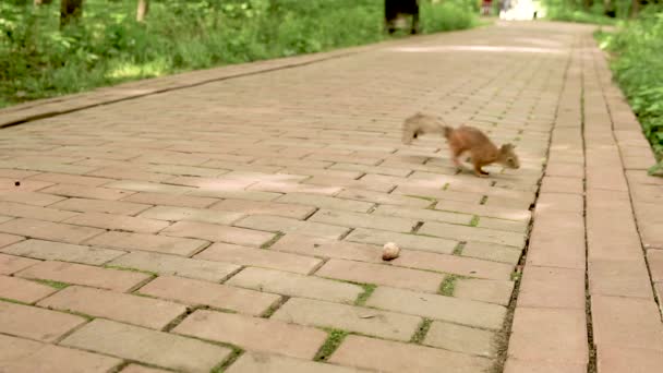 Joyful squirrel eats a nut on a forest path with brown daylight — Stock Video