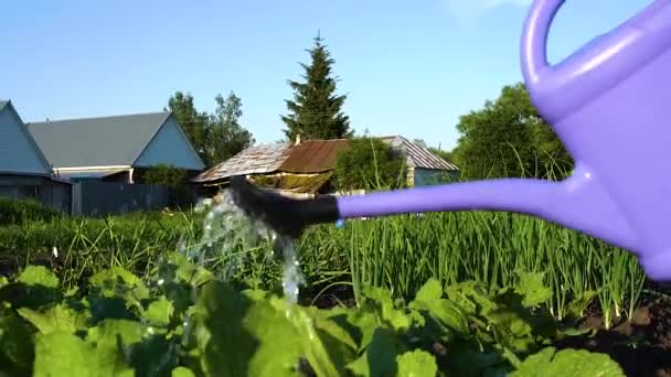 フィールド上の青い空と緑の芝生に対して幸福の概念によって水の花が水を供給されます。自然の中で暑い夏 — ストック動画
