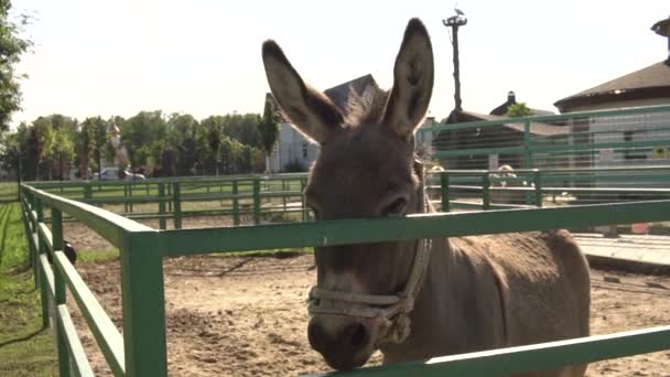 L'âne regarde dans le visage et se tient dans un étal contre le ciel de la ferme, filmé dans l'après-midi — Video