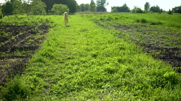 A smiling little girl runs across the field with a smiling webinar concept amid green grass and blue skies on the field. Hot summer in nature — Stock Video