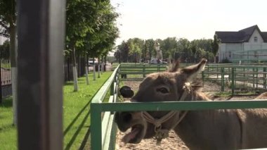 Eşek, dar eşeği için bir aşk şarkısı söyler çimen çiftliğindeki yeşillikte