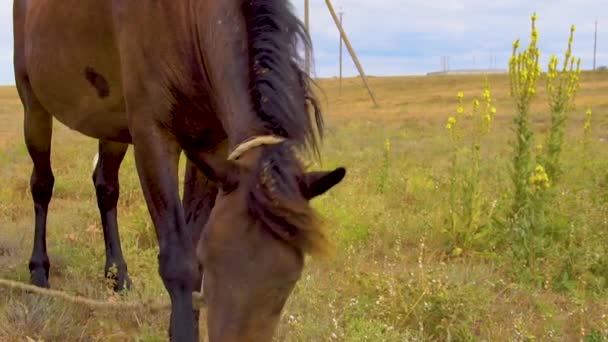 Лошадь ест траву на пастбище. Коричневая лошадь использует траву летом — стоковое видео