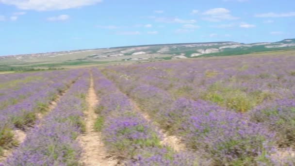 Provence lavendel fält i Ukraina fotomuraler sommar i gryningen Vacker syren — Stockvideo