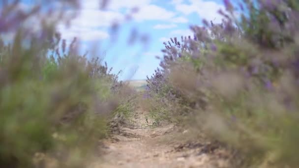 Lavendelveld fotomuralen in Oekraïne fotomuralen zomer in de middag Prachtige paarse — Stockvideo